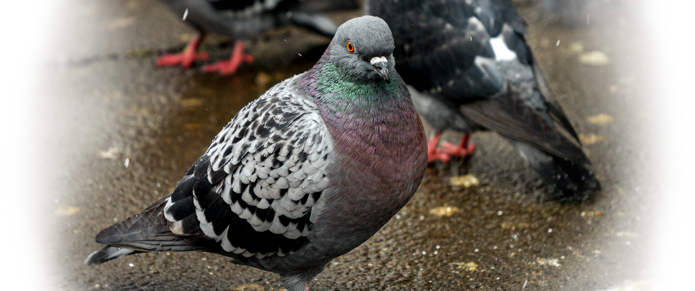 birds1