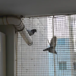 pigeon net installation near me